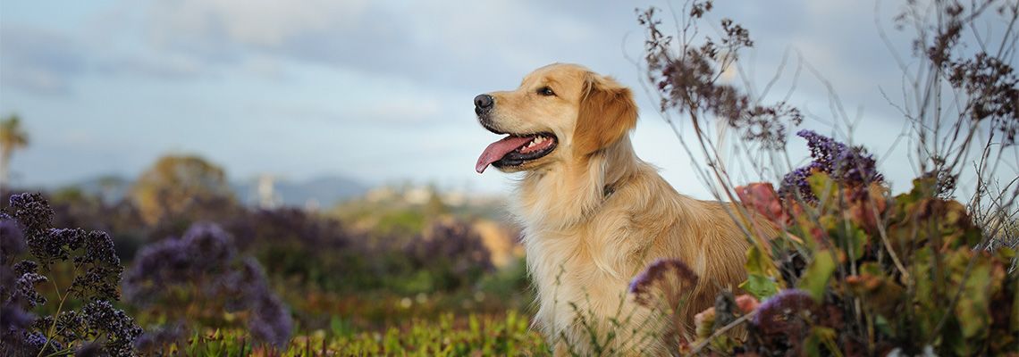 Golden Retriever Outdoors