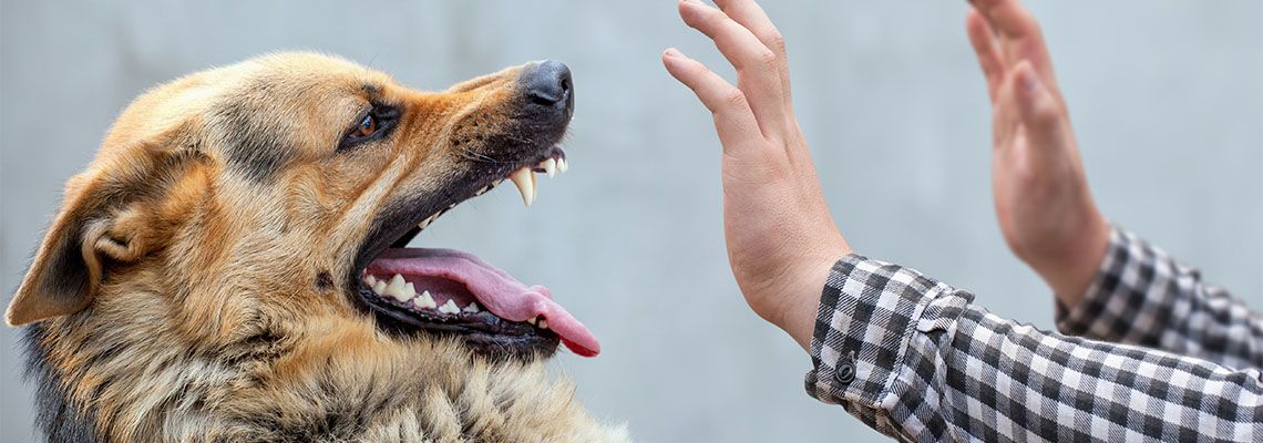 dog bite hand