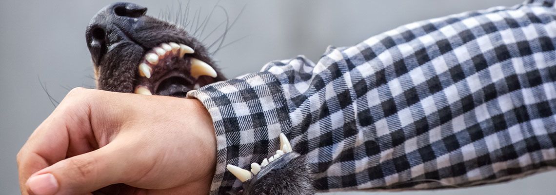 A male German shepherd bites a man by the hand