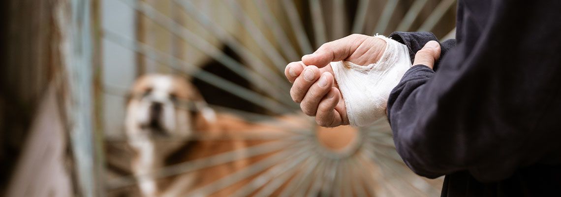 Bandaged hand of man with dog in the background