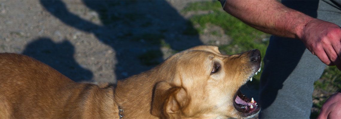 Aggressive dog attacking man