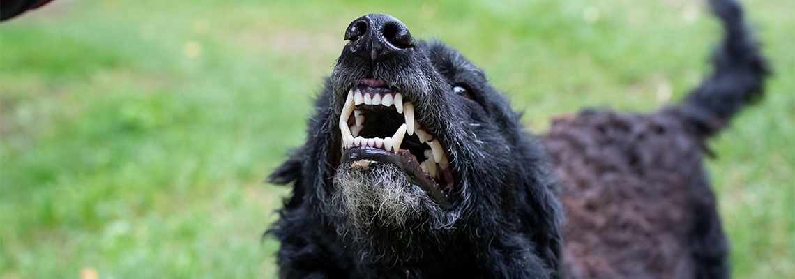 Aggressive dog showing teeth