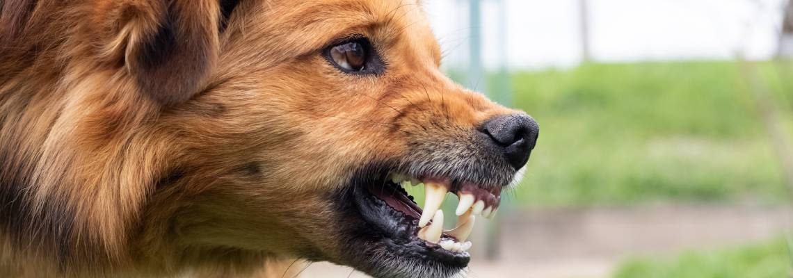 Aggressive dog showing teeth