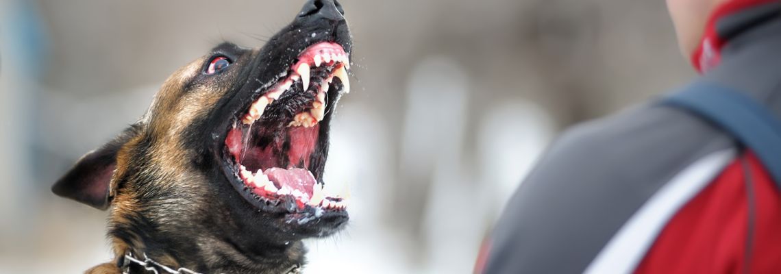 Aggressive dog showing teeth