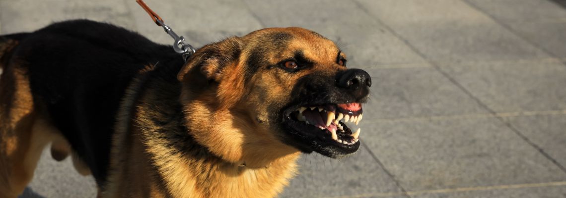 Aggressive dog showing teeth
