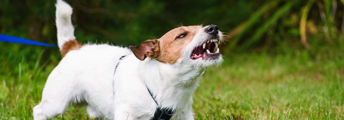 Angry dog aggressively barking and defending his territory