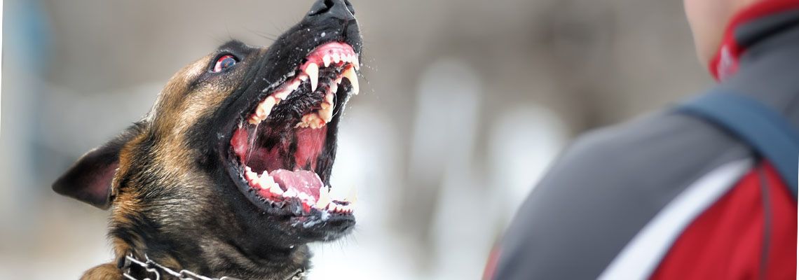 Aggressive dog showing teeth