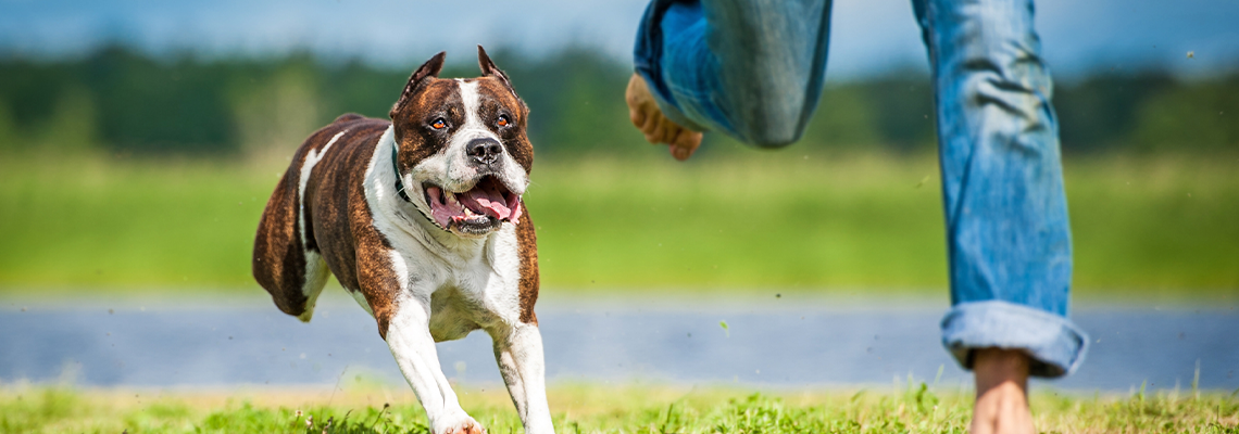 American staffordshire terrier running over a man