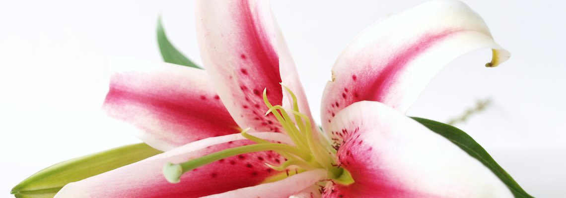pink lily flower