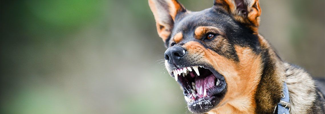 Aggressive dog portrait shows dangerous teeth