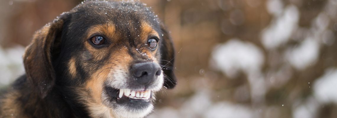 Aggressive dog showing sharp teeth