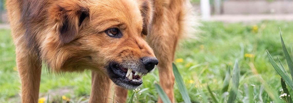 Aggressive dog showing teeth