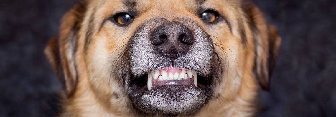 Aggressive dog showing teeth