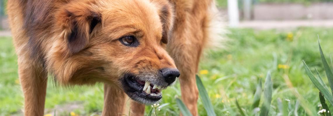Aggressive dog showing teeth