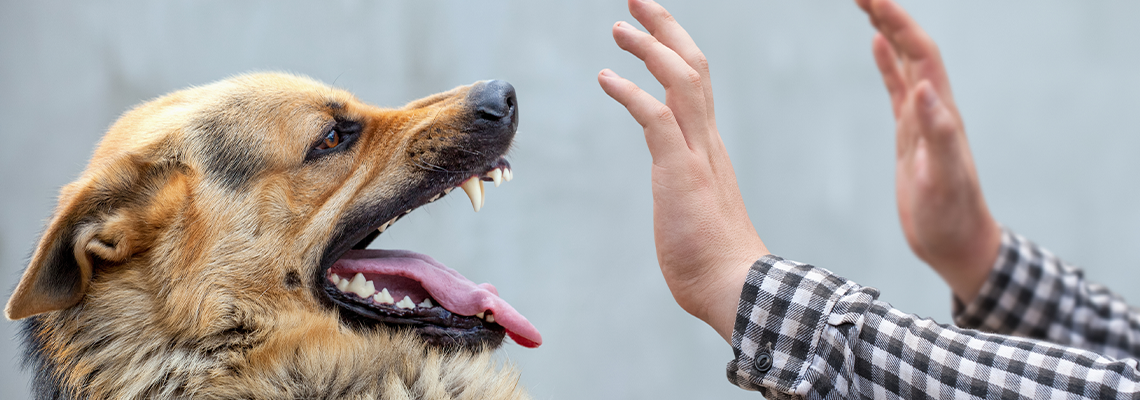 A male German shepherd bites a man by the hand