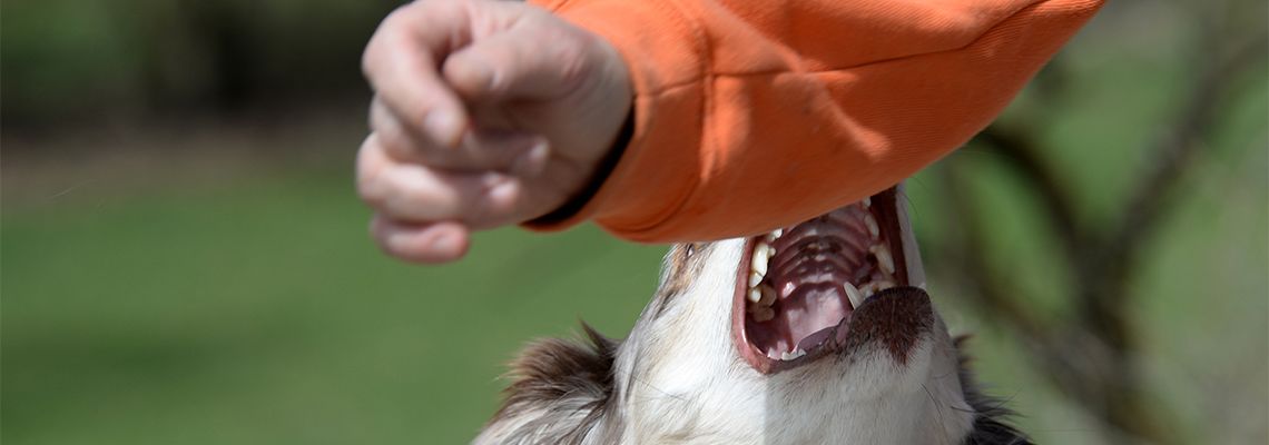 Dog biting mans hand