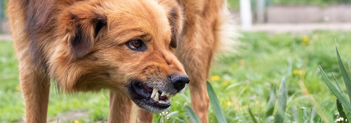 Aggressive dog showing teeth's