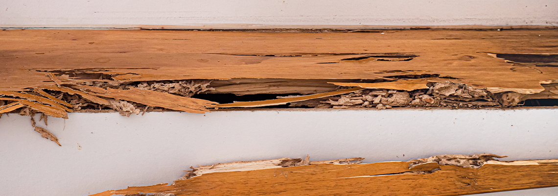 The wood was broken because it was destroyed by termites