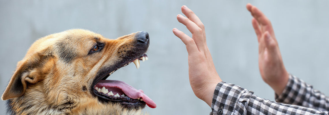 A male German shepherd bites a man by the hand