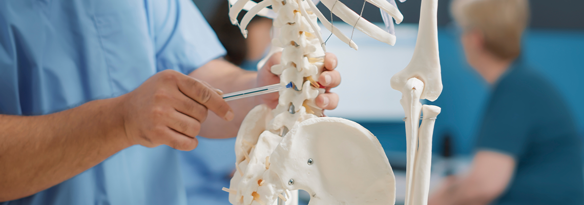 Physiotherapist pointing at back bones on human skeleton