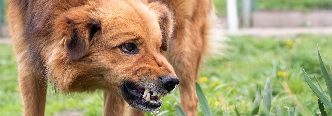 Aggressive dog showing teeth