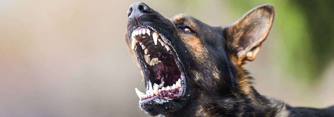 Aggressive dog shows dangerous teeth