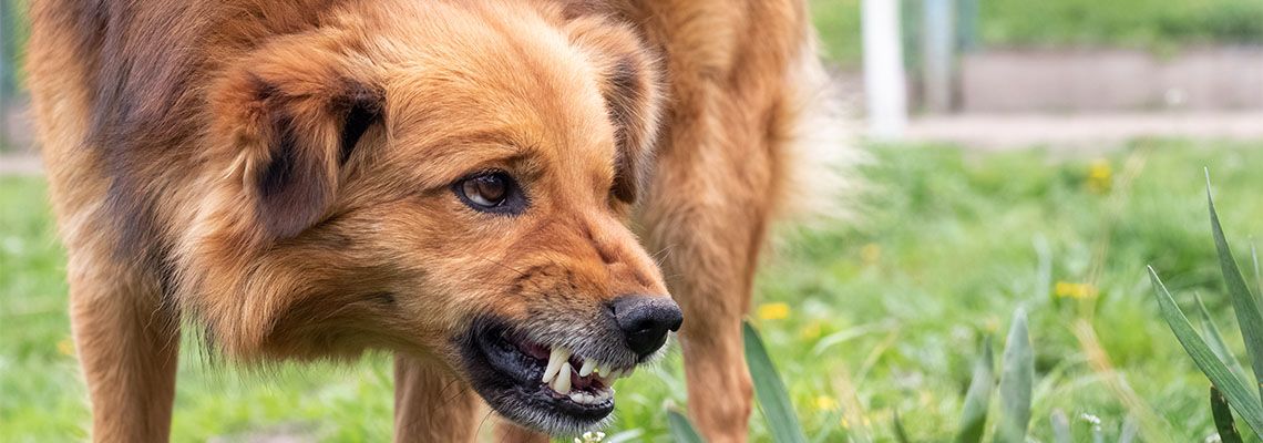 Aggressive dog showing teeth
