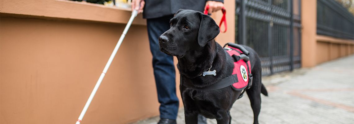 Service dog with blind man in city