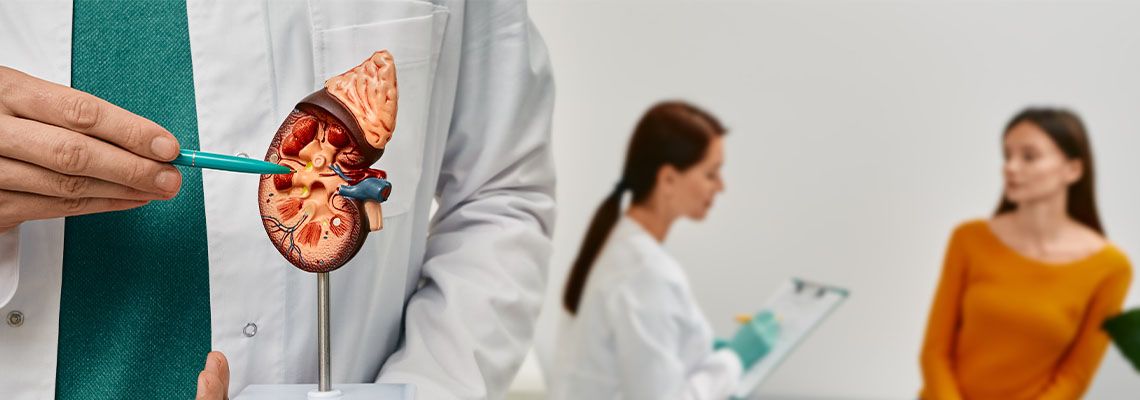 Doctor analyzing patient using kidney anatomical model during doctor consultation