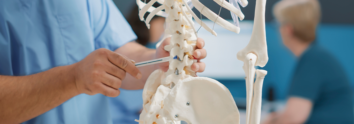 Physiotherapist pointing at back bones on human skeleton