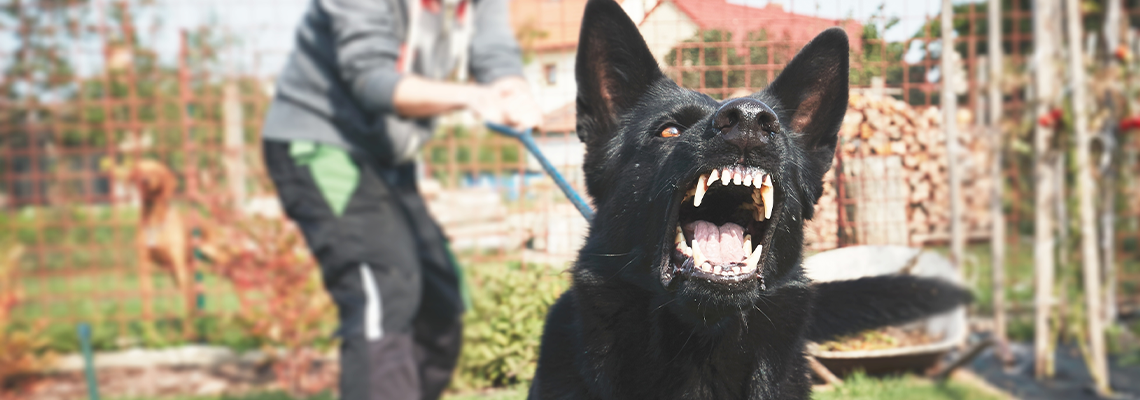 Aggressive dog is barking at the park