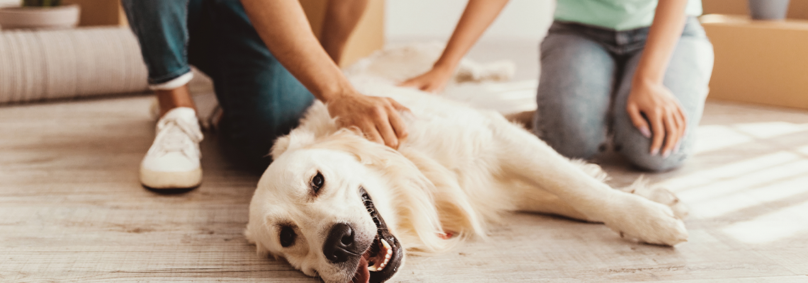 A couple sits on the floor of a cozy room, interacting with their playful golden retriever