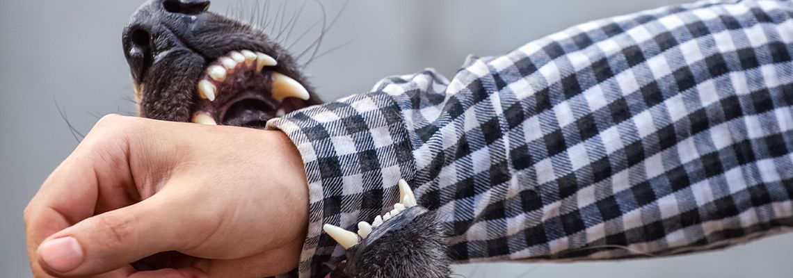 A male German shepherd bites a man by the hand