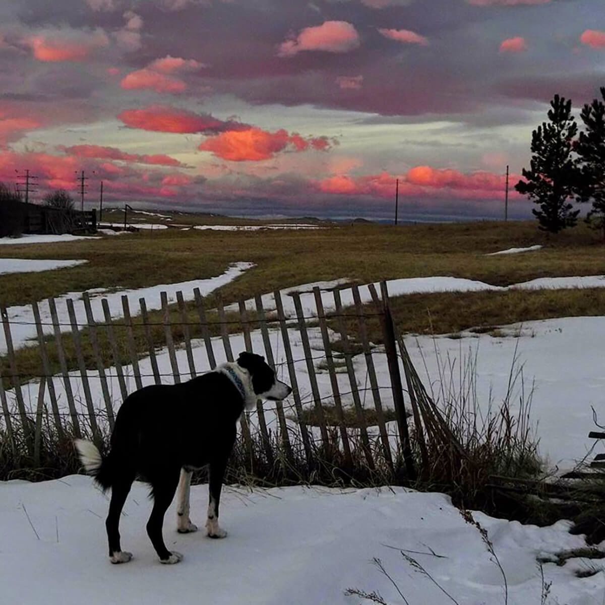 Mazie the dog looking at the cloudy sky