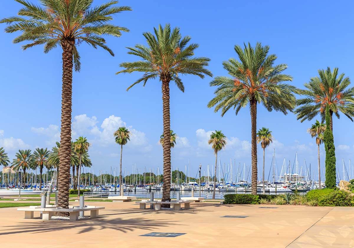 Palm trees lined up in Florida