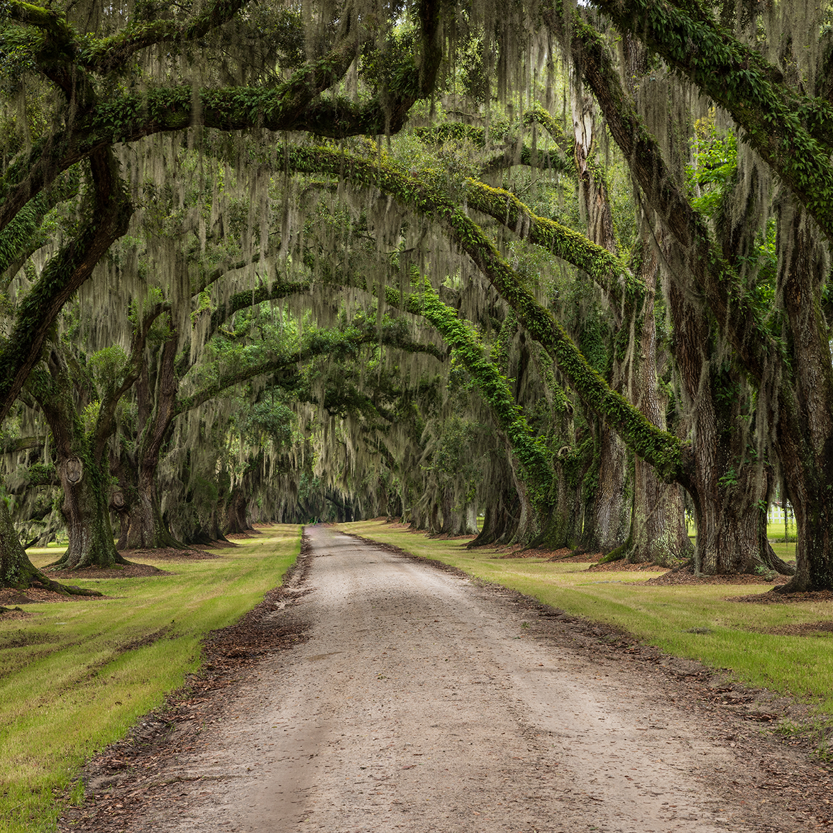 Trees in Beaufort, South Carolina