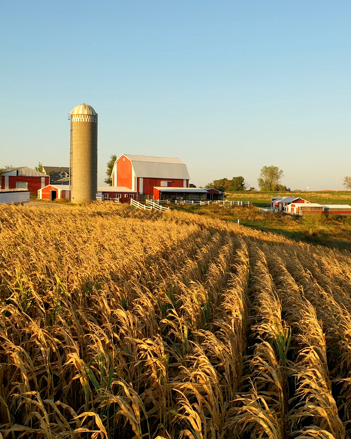 A farm surrounded by wheat