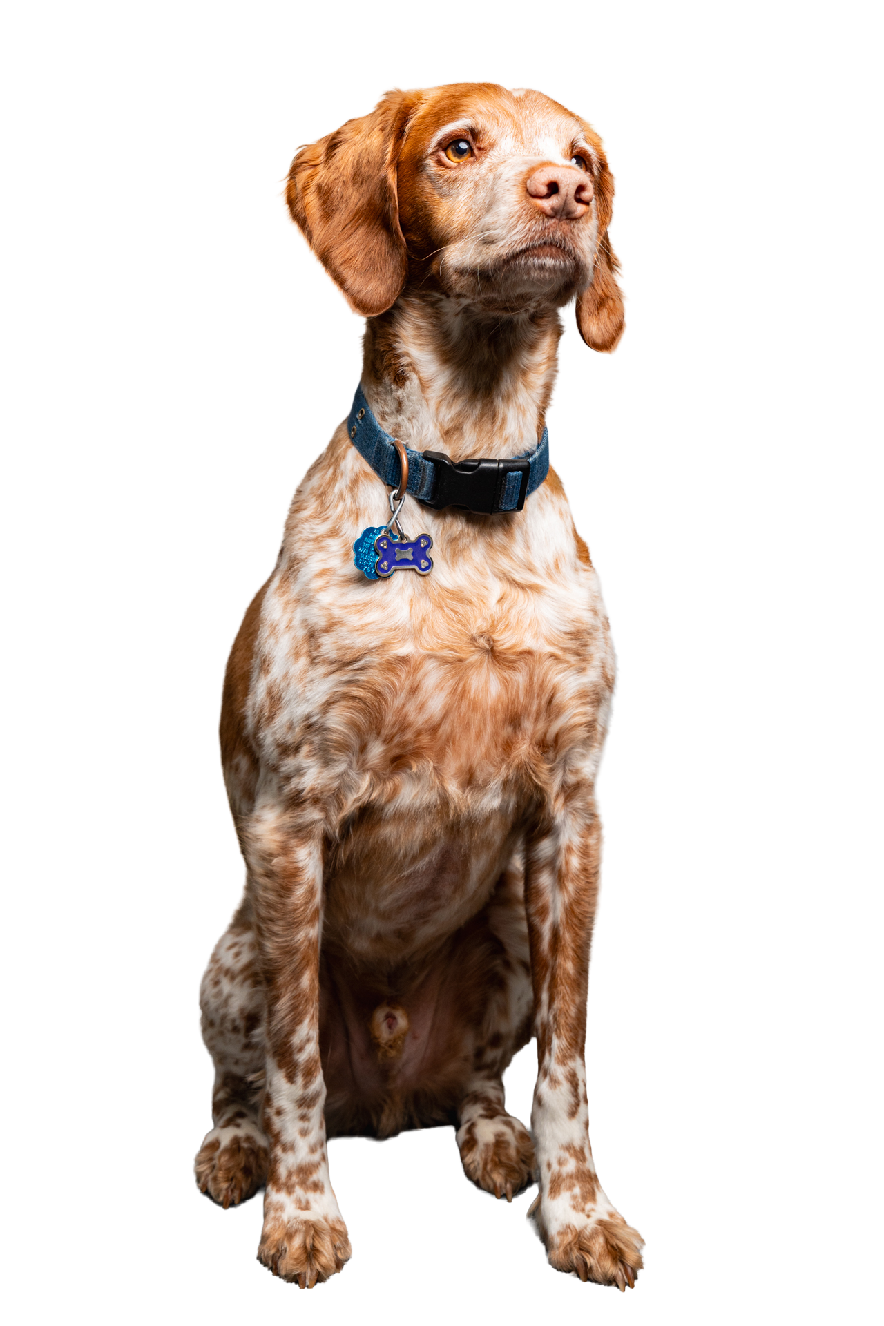 Pippin