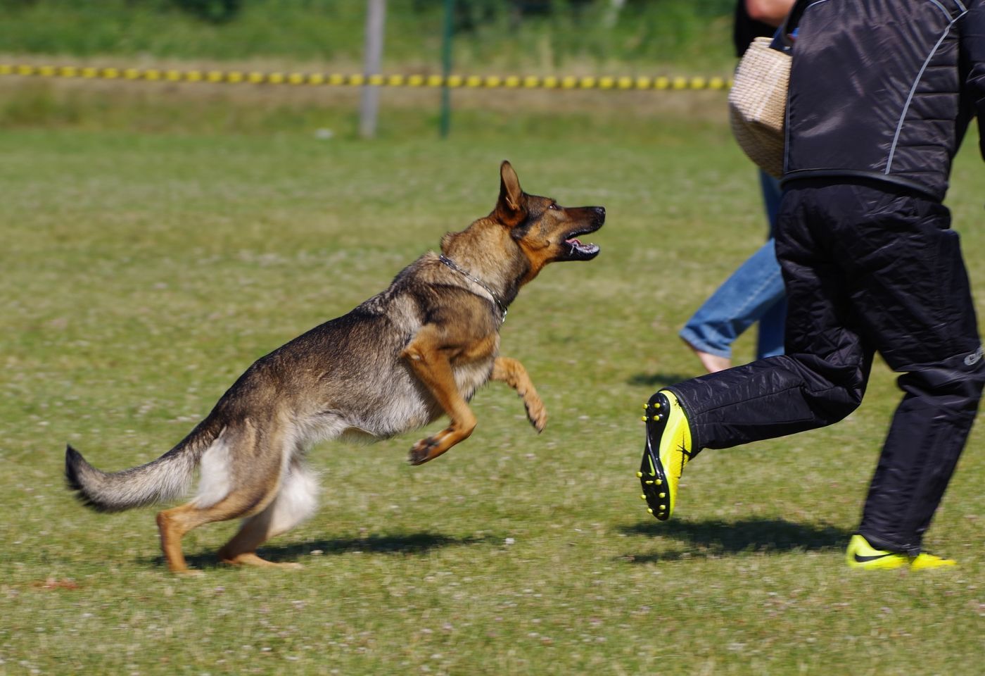 dog chasing people