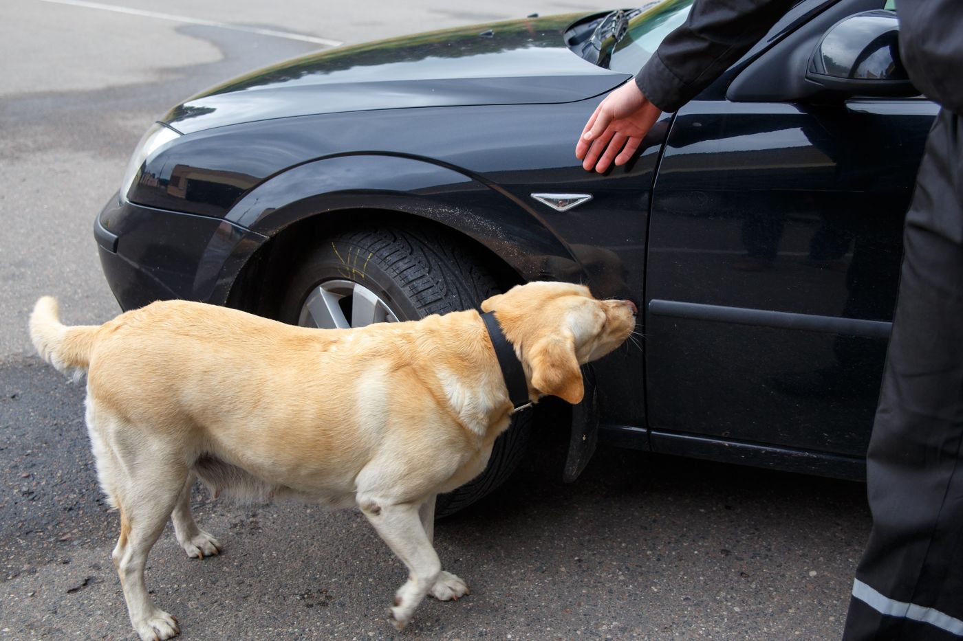 Dog Sniffing Car