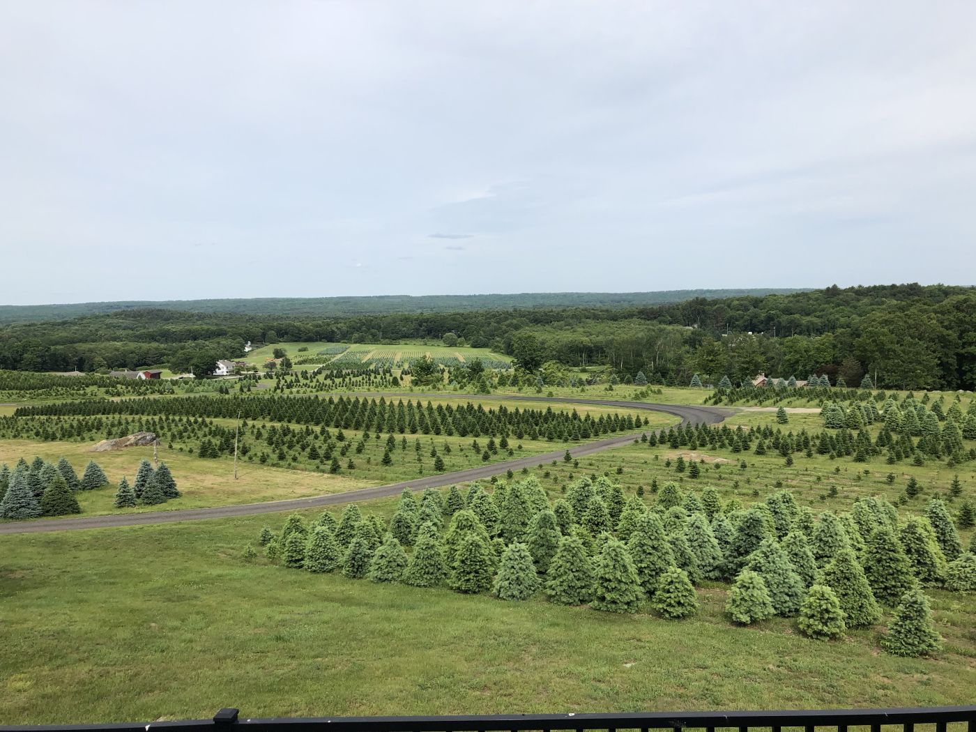 Green field