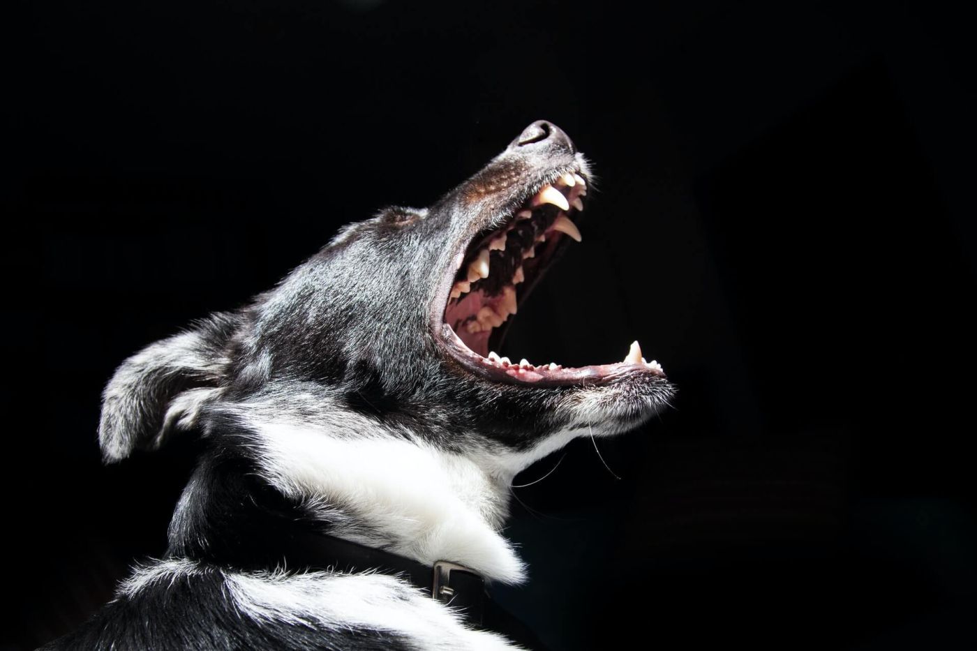 A dog growling.jpg