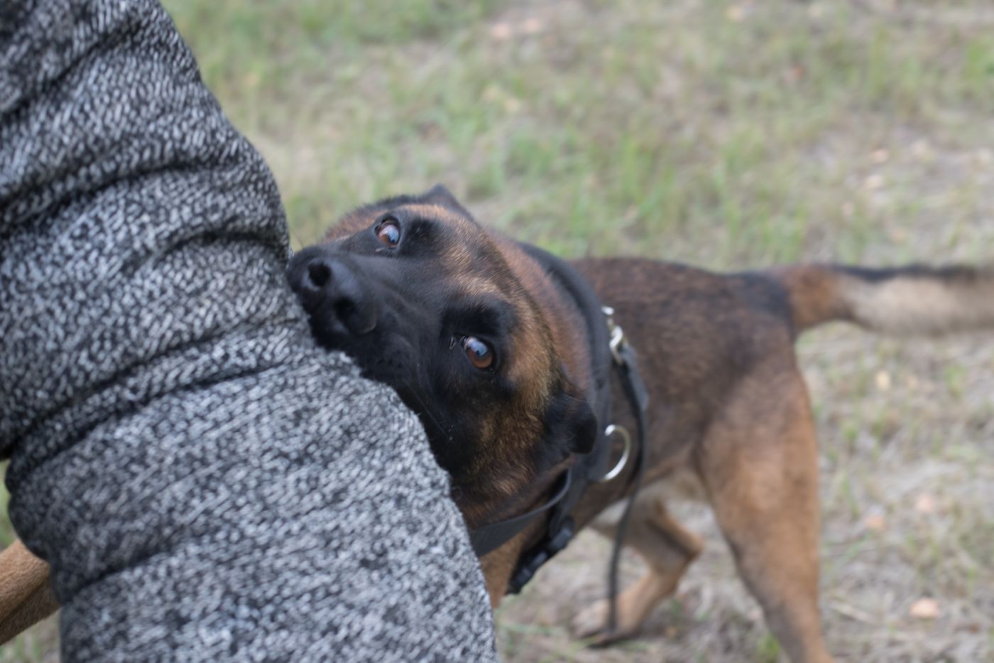 what happens when a dog bites someone in texas