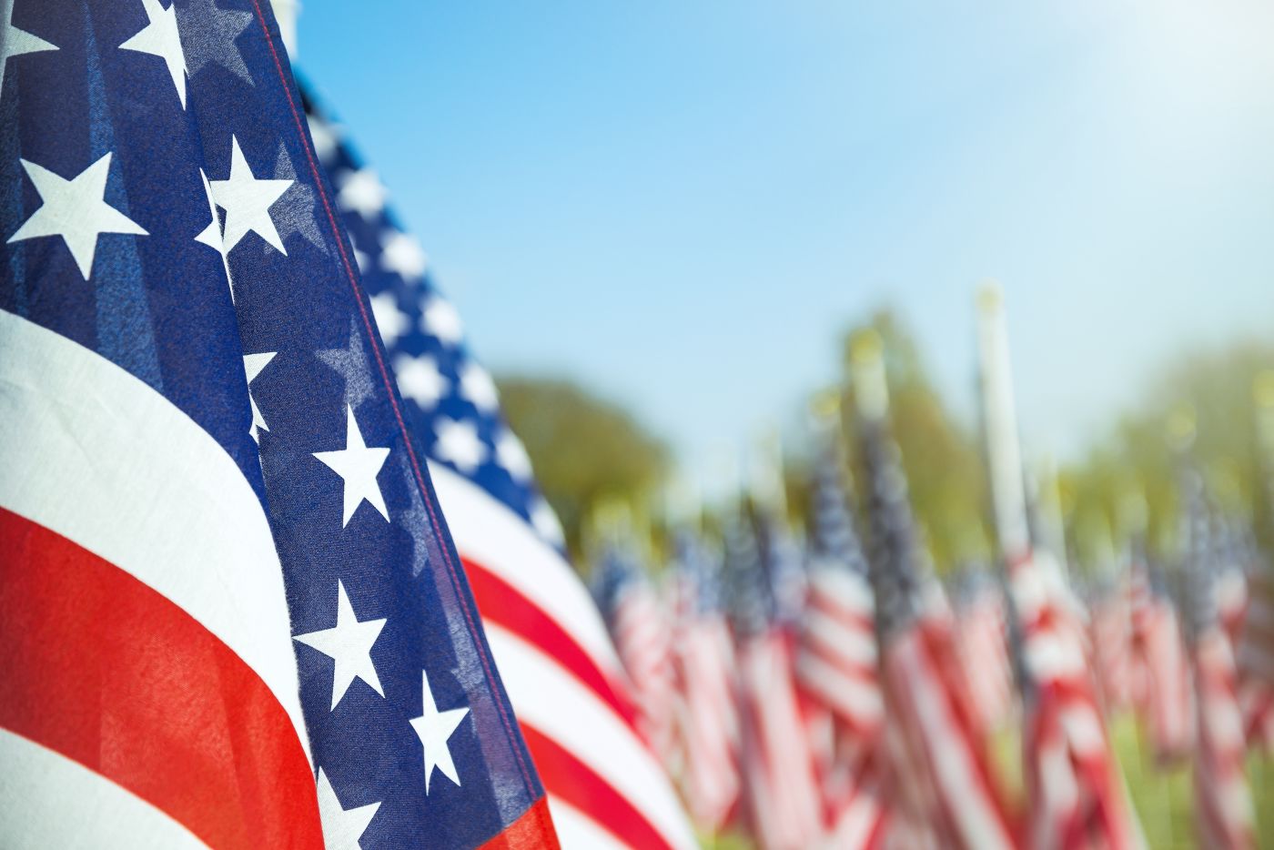 American flags on a lawn