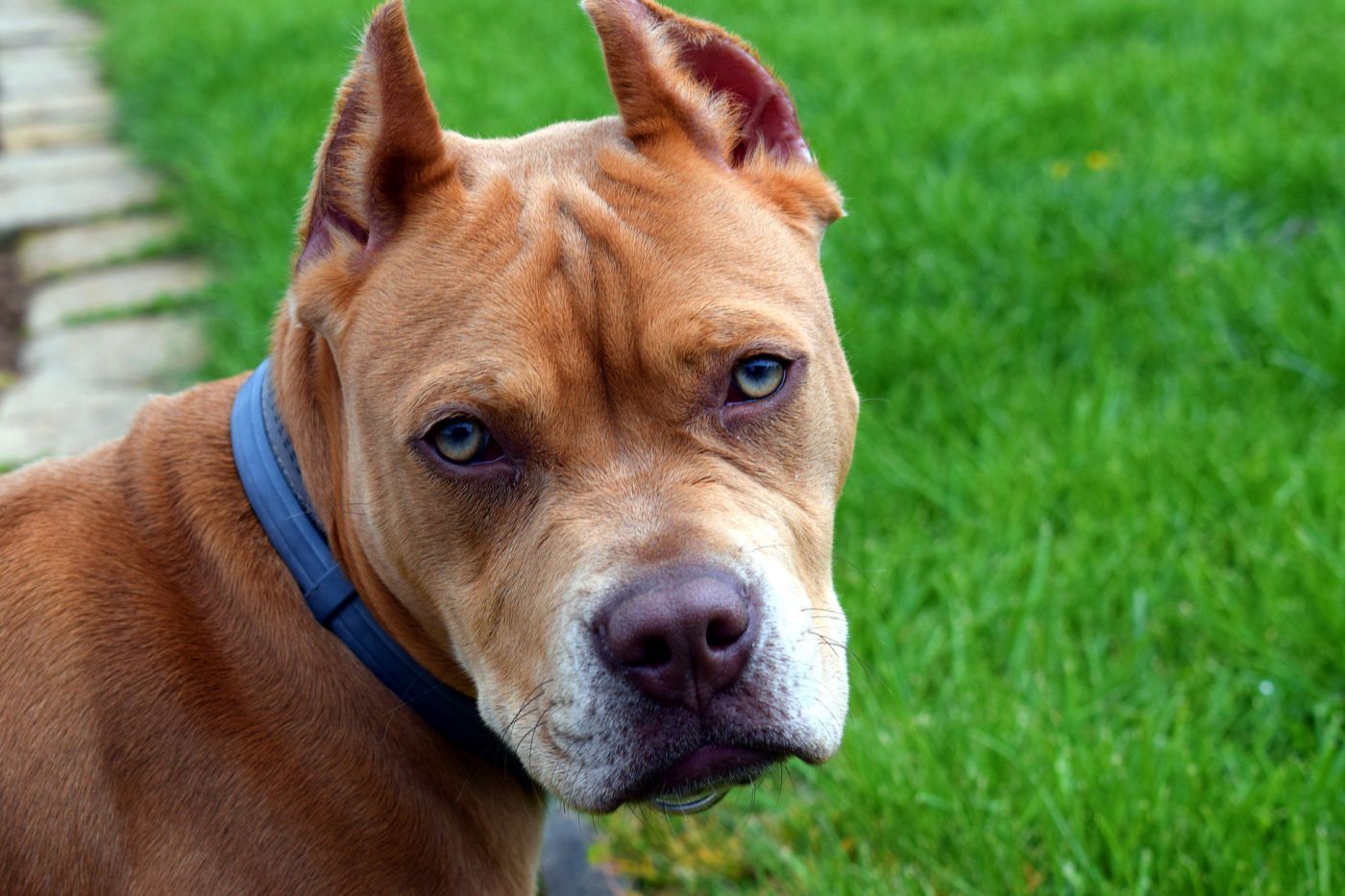 https://res.cloudinary.com/debi2p5ek/image/upload/w_1400/v1/2033/44694-pit-bull-4124677_1920original-478f6433.jpg