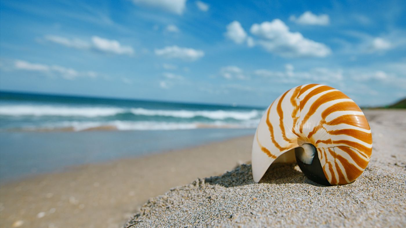 shell at the beach