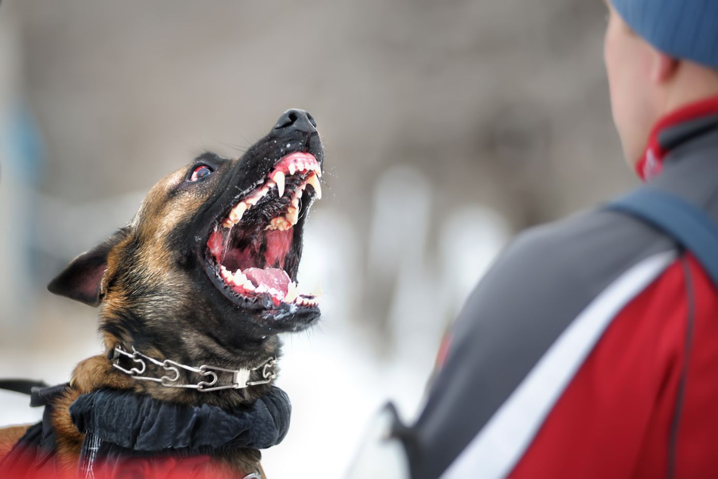 Aggressive dog shows teeth