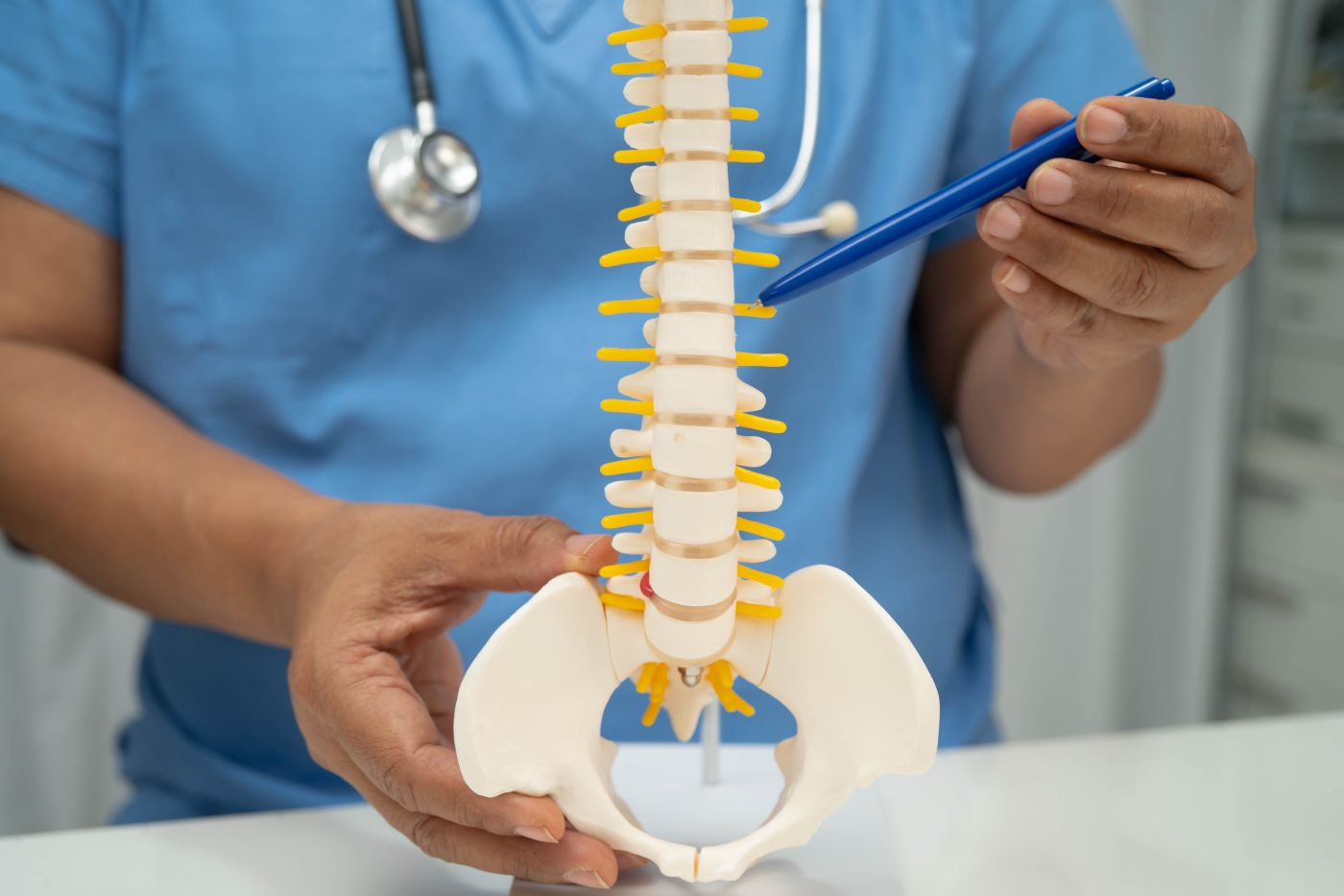 Doctor holding spinal cord model in hand