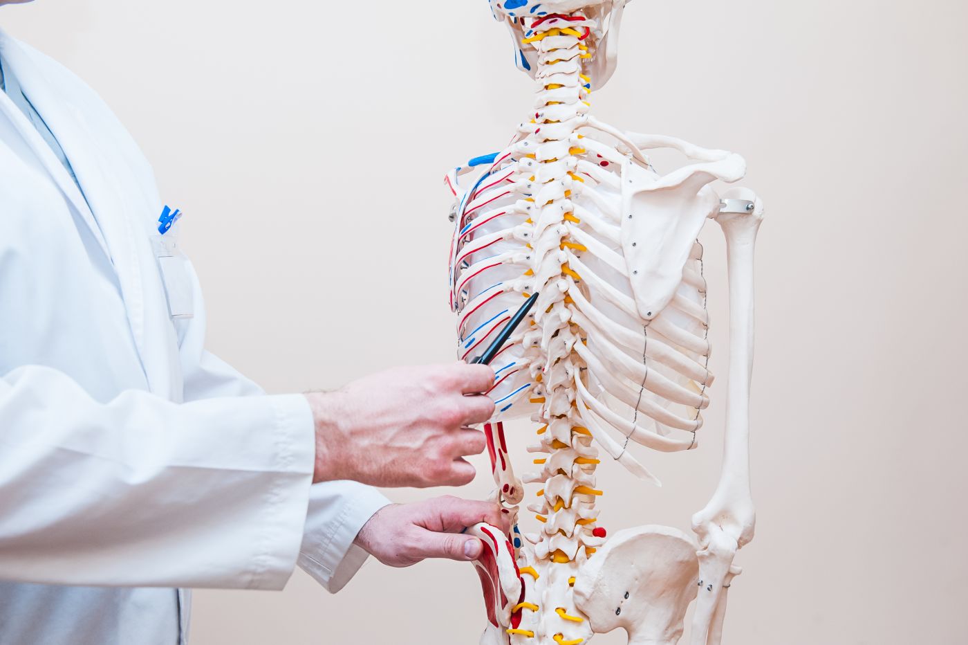 Doctor pointing spinal cord of human skeleton anatomical model