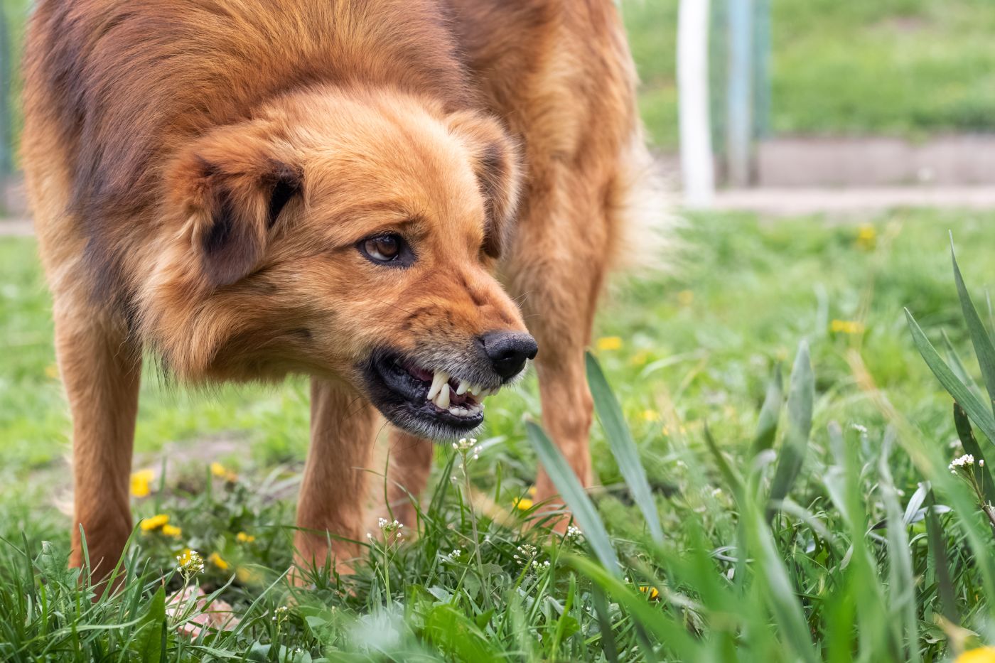 Agressive dog showing teeth